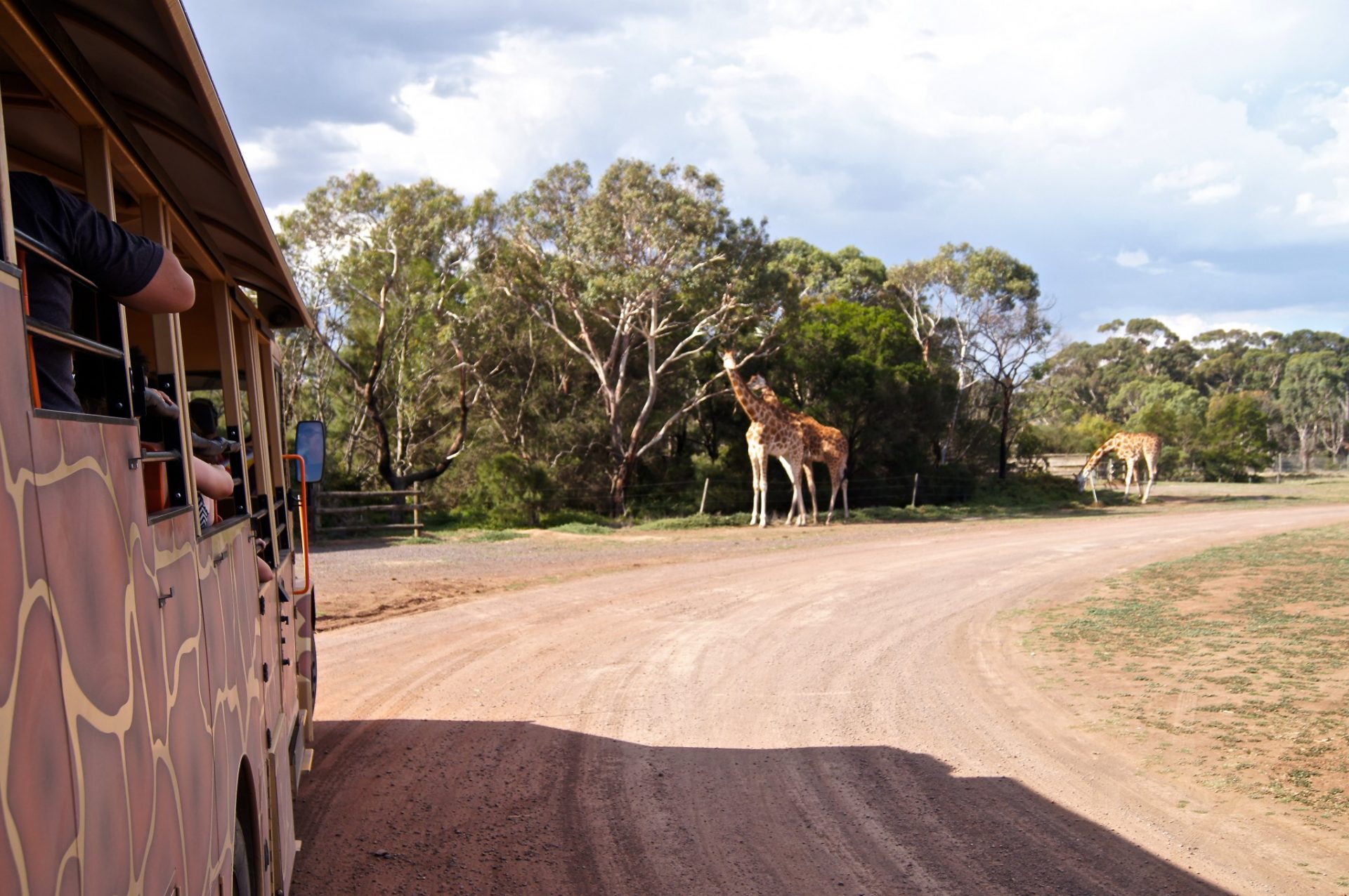 Go On Safari At Werribee Open Range Zoo Travel Drink Dine