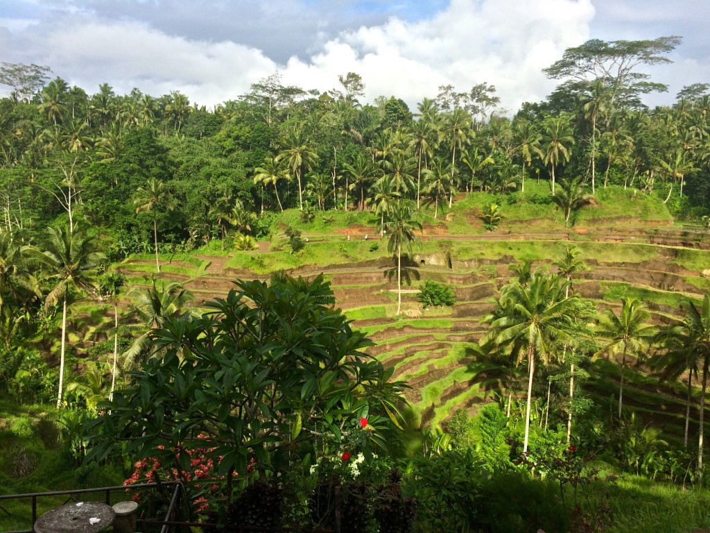 Rice fields Bali - Copyright