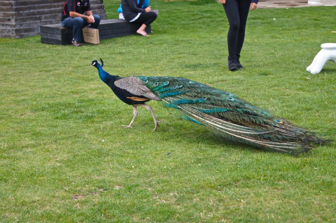 Peacock at Moorilla Winery Hobart - Copyright