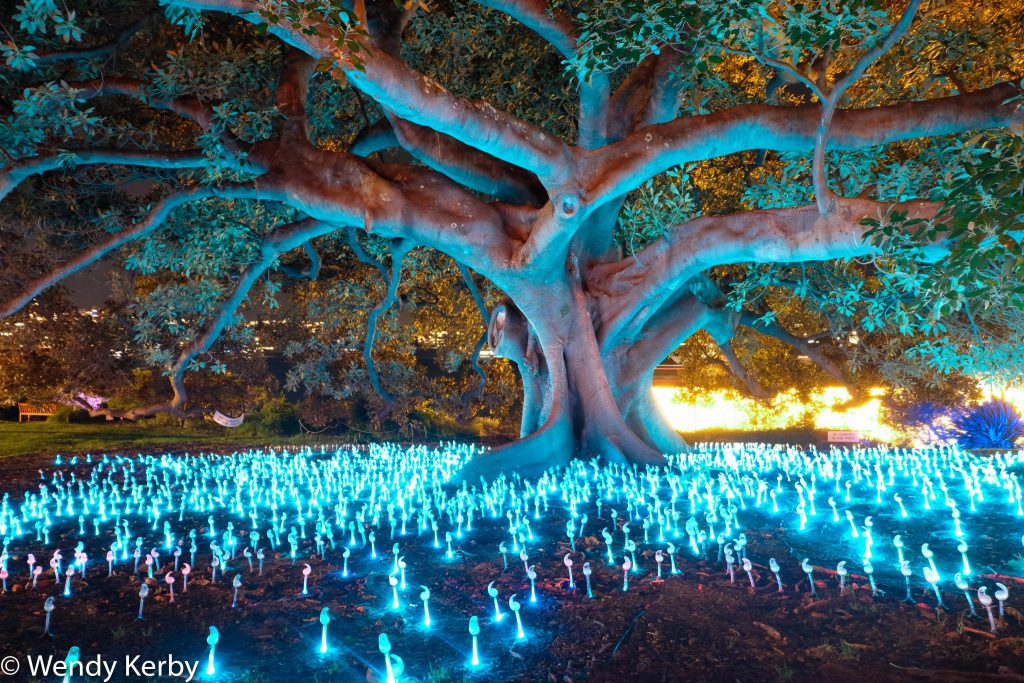 Vivid-Sydney-Botanical-gardens-light-walk