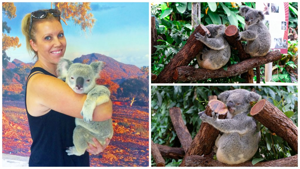 Kuranda+Heritage+scenic+railway+train+rainforest+Queensland+skyrail+Koala+Gardens